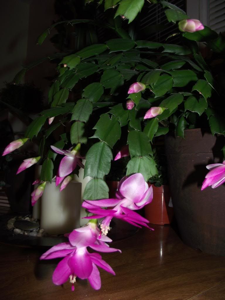 Pink Thanksgiving Cactus